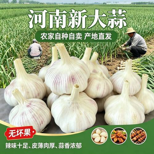 河南新干大蒜农家新鲜产地直发