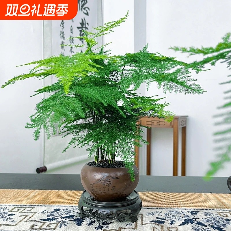文竹创意舍得盆绿纱盆桌面小盆景办公室茶桌绿植盆栽中式禅意风