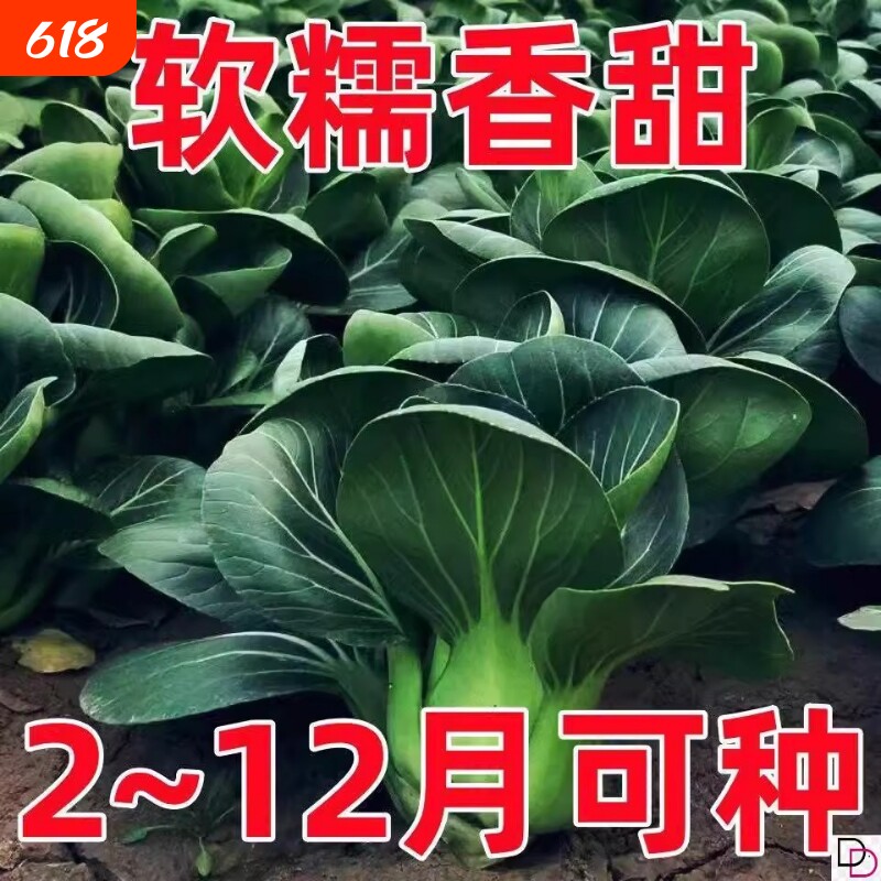 苏州青种子黑叶矮脚青梗菜黑大头上海青耐热耐寒农家青菜奶油高产