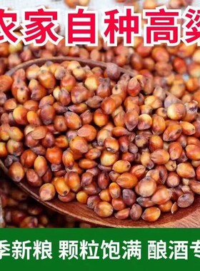 现货带皮红高粱酿醋东北