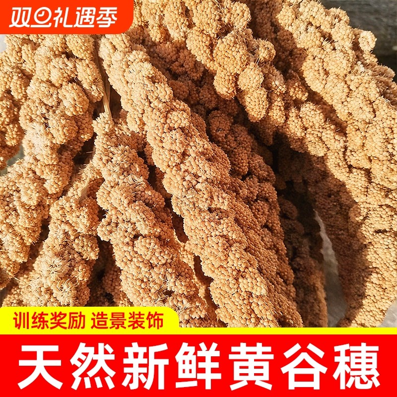 鹦鹉谷穗麦穗谷子鸟粮饲料训练奖励小零食虎皮玄凤牡丹专用零食棒