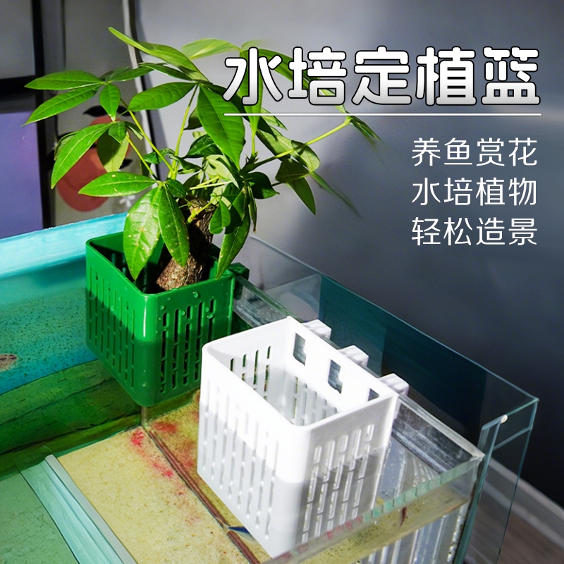 鱼缸水培定植篮壁挂式红薯种植杯绿萝植物篮水草固定神器造景装饰