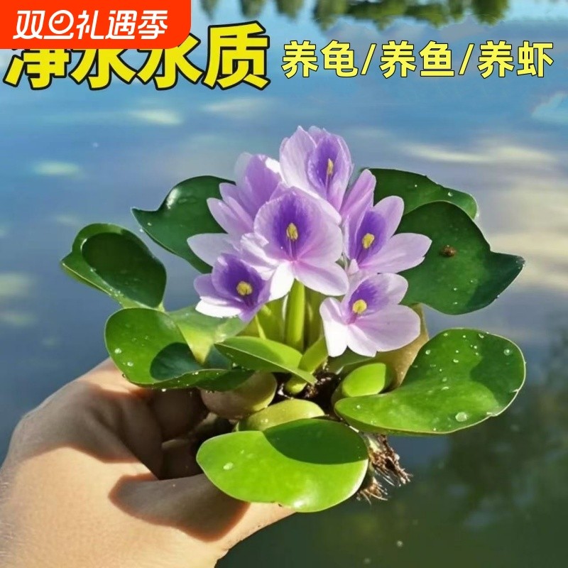 浮萍水芙蓉绿植龟缸水培水葫芦生态古法养鱼造景净化水质水草增氧