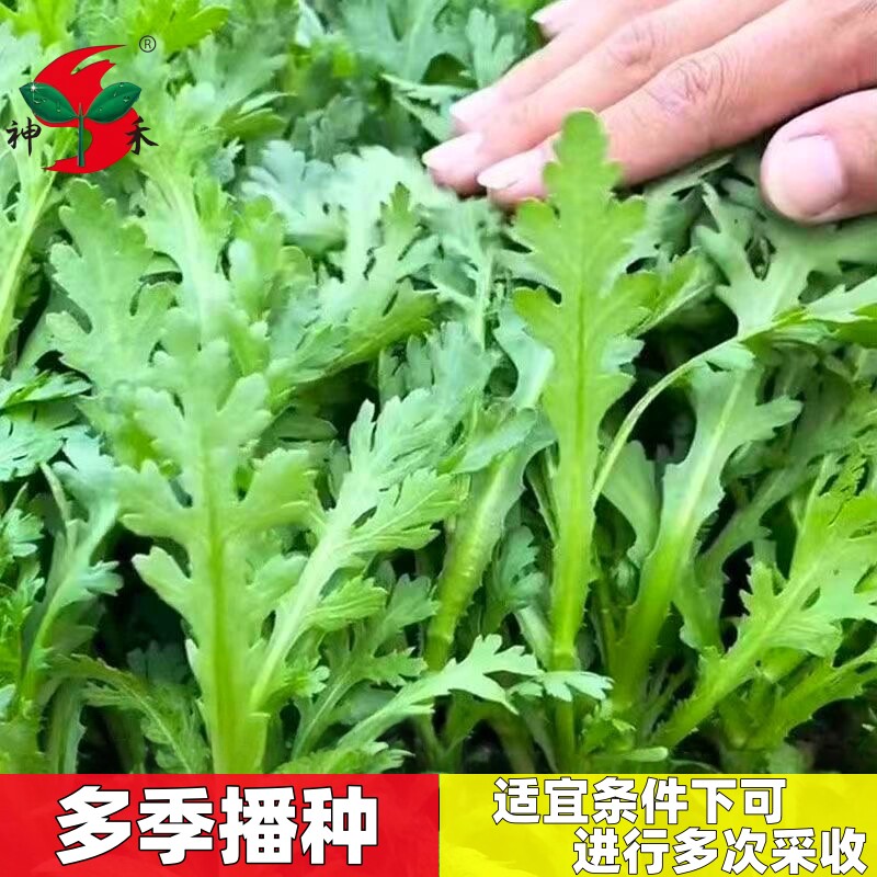 茼蒿种子小叶茼蒿菊菜种籽种多季蔬菜孑菜籽阳台奶油高产西瓜水果