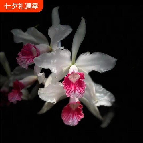 新品大花卡特兰花基地特价网红洋兰大苗室内阳台好养花卉绿植盆栽