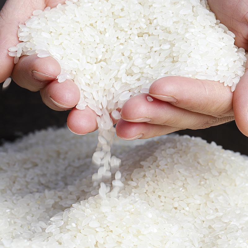 网红辽宁省盘锦市大米