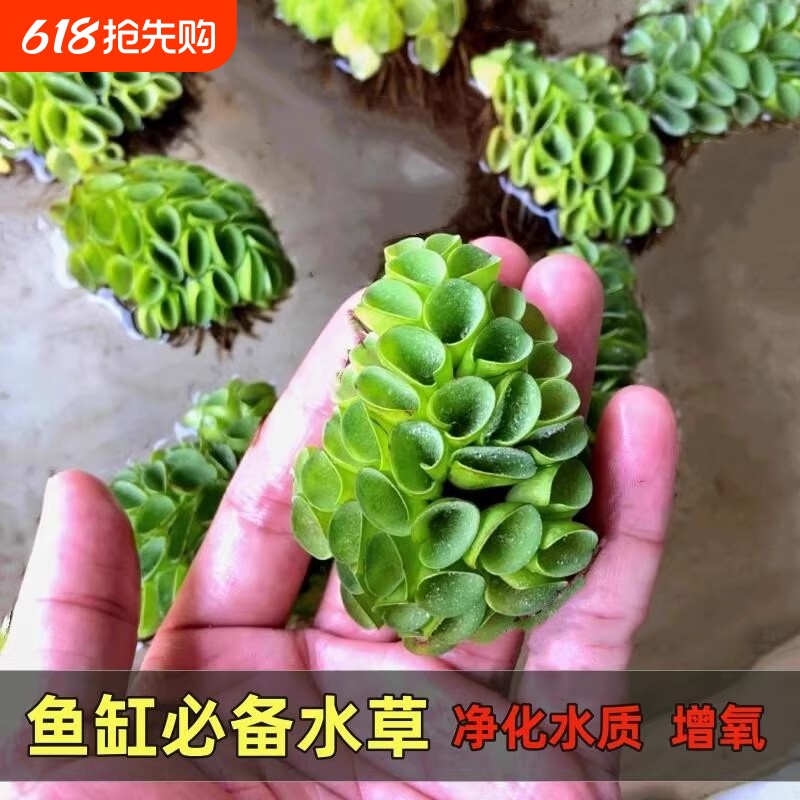 肚兜浮萍水草花卉植物水培鱼塘鱼池鱼缸养乌龟缸净化水质增氧水草