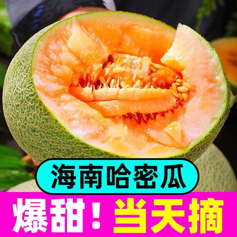 【精选】正宗哈密瓜新鲜整箱水果当季现季网纹瓜香甜蜜瓜应季脆甜