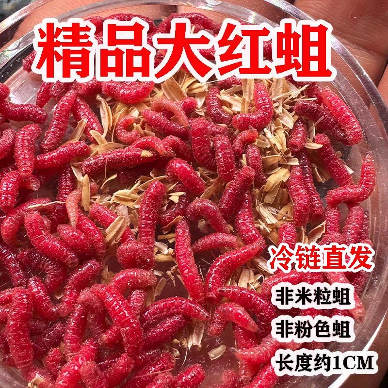 鲜活红蛆虫活饵鱼饵野钓