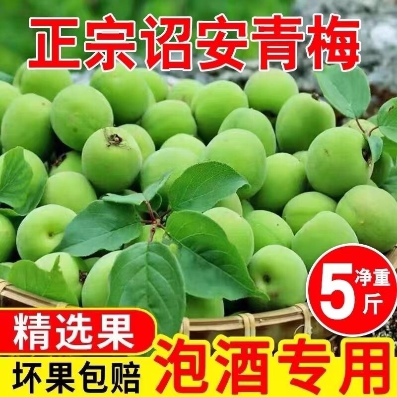 青梅鲜果新鲜青梅酸梅子泡青梅酒酵素果醋正宗云南高山现摘水果梅