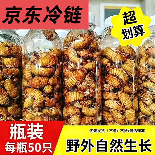 金蝉知了猴新鲜2026批发活体速冻知了鲜活蚕蝉蛹爬叉猴结了龟冷冻