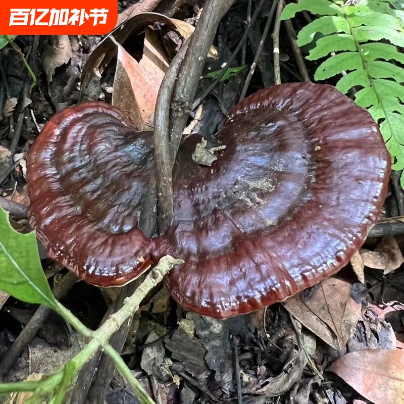 贵州深山野生黑灵芝整个 正宗野生灵芝正朵正品干货 可泡酒可泡茶