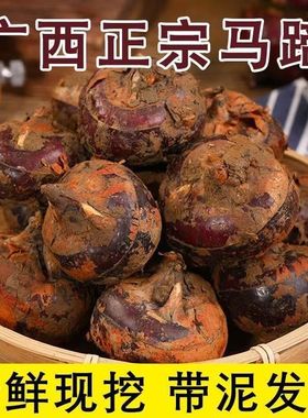 新鲜马蹄荸荠地栗地梨农家自种5斤现挖应季水果蔬菜生吃脆甜多汁