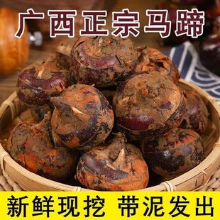 新鲜马蹄荸荠地栗地梨农家自种5斤现挖应季水果蔬菜生吃脆甜多汁