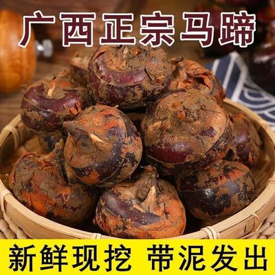 新鲜马蹄荸荠地栗地梨农家自种5斤现挖应季水果蔬菜生吃脆甜多汁
