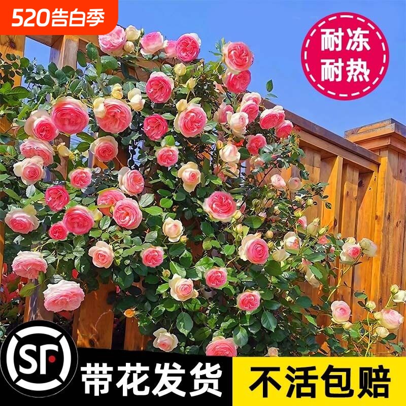 1米8大苗蔷薇花苗藤本月季花爬藤植物庭院四季开花卉盆栽室外大花