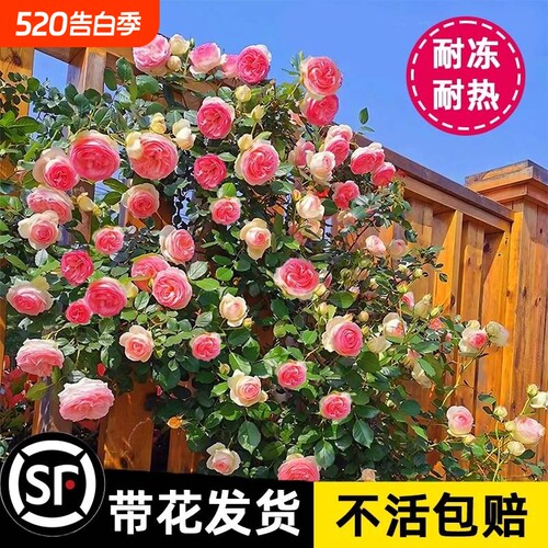 1米8大苗蔷薇花苗藤本月季花爬藤植物庭院四季开花卉盆栽室外大花