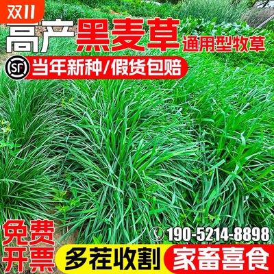 黑麦草草籽四季高产牧草种籽多年生畜牧养殖耐寒耐贫瘠高蛋白种子