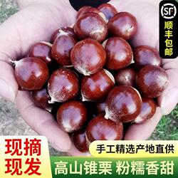 【顺丰冷链】正宗福建建瓯锥栗野生锥栗板栗新鲜现摘油栗子即食