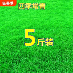 草坪马尼拉草籽种子四季常青护坡固土草皮种籽绿化庭院狗牙根耐寒