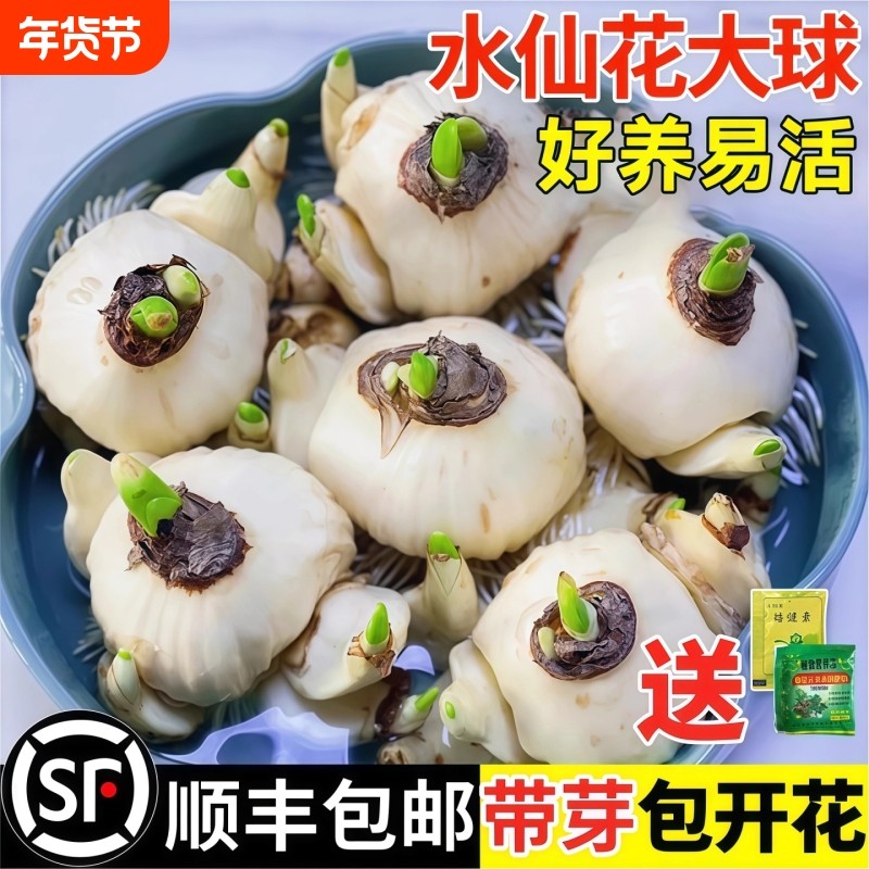 漳州水仙花种球水培盆栽植物带花苞室内冬季花卉郁金香年宵花开花,鲜花速递/花卉仿真/绿植园艺,时令草本花卉,淘宝优惠券,粉丝福利购,淘宝优惠卷