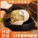 香辣五香13天新鲜活珠子鸡蛋熟鸡胚喜蛋毛鸡蛋蛋开袋即食原味大个