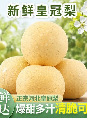 新鲜梨子皮薄多汁皇冠梨