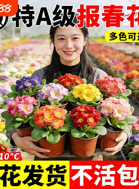 报春花盆栽带花苞室外迎春花重瓣羽叶花适合冬天养的花耐寒植物