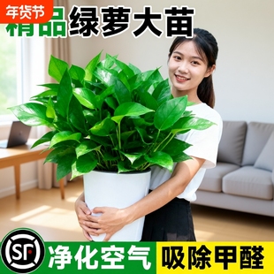 绿萝盆栽室内长藤大叶绿植客厅水培植物特大号办公室净化空气植物