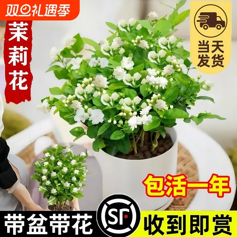 茉莉花苗盆栽带花苞九里香老桩驱蚊水培栀子花卉绿植物室内四季开