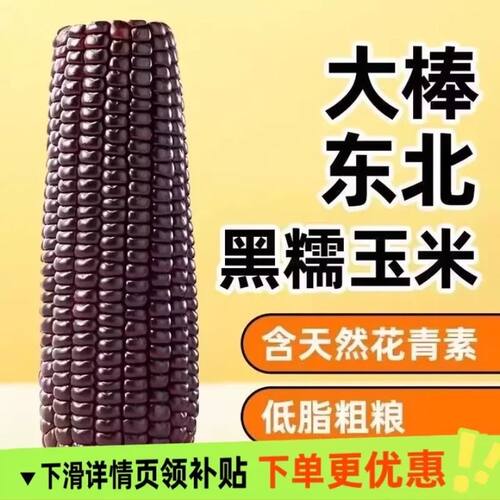 东北黑糯玉米甜糯黑玉米早餐真空包装即食黏玉米加热即食玉米代餐