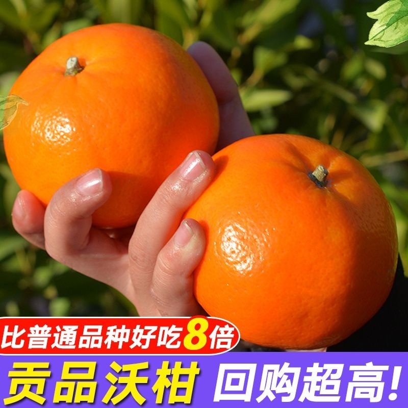 广西沃柑现摘现发高山砂糖橘当季新鲜橘子时令孕妇水果纯甜蜜柑橘,水产肉类/新鲜蔬果/熟食,桔子,淘宝优惠券,粉丝福利购,淘宝优惠卷