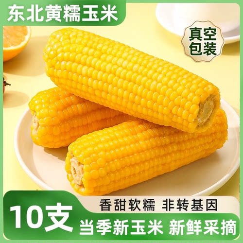 当季新货东北黄糯玉米棒10支装真空包装黄苞米软糯香甜代餐
