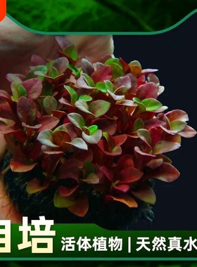 红波坨草 沉底定植坨 红色中后景草 无需底砂CO2 鱼缸造景真草