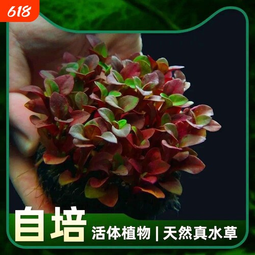 红波坨草 沉底定植坨 红色中后景草 无需底砂CO2 鱼缸造景真草