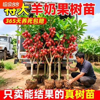 羊奶果苗嫁接当年结果超甜