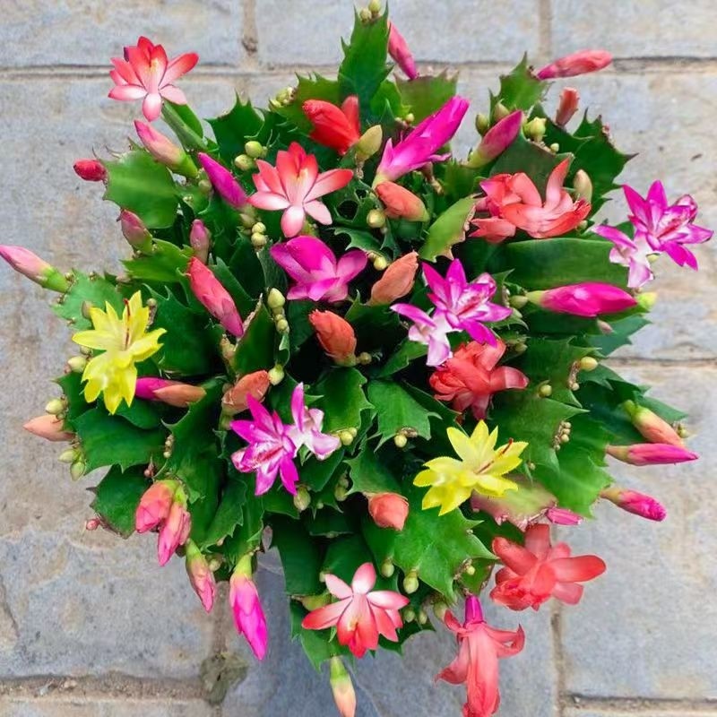 【带花苞】多色蟹爪兰精品重瓣绿植大苗花卉多肉好养植物室内盆栽