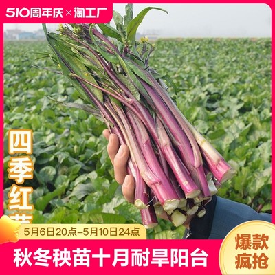 红菜苔蔬菜秧苗耐旱阳台盆栽新鲜苗包成活甘蓝早熟营养高多年生