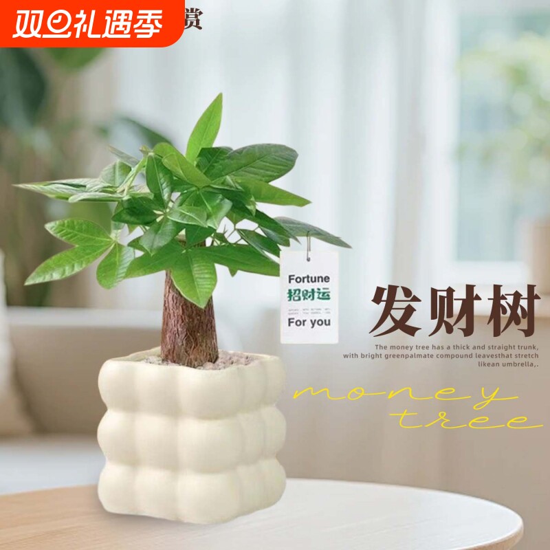 发财树绿植小盆栽四季办公室桌面客厅创意招财解压摆件室内植物
