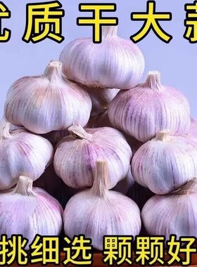 2025年新鲜山东金乡紫皮大蒜头特大干蒜多瓣农家蔬菜批发新蒜
