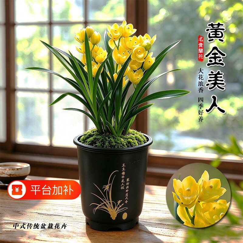 名贵建兰黄金四季兰花苗室内好养浓香盆栽高档花卉绿植物带花苞