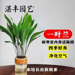 水培植物一叶兰绿植盆栽办公室摆件室内好养喜阴耐寒净化空气水养