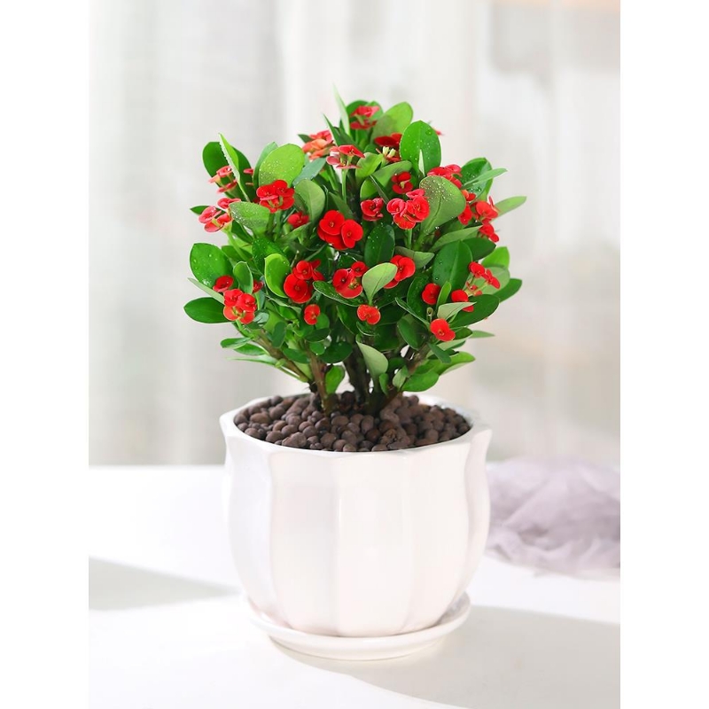 虎刺梅花卉盆栽易活植物室