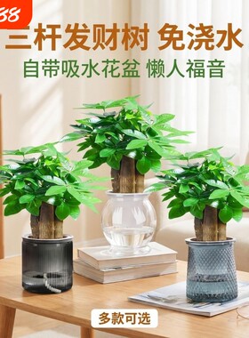 发财树小盆栽绿植客厅旺宅植物桌面四季好养除甲醛招财树室内花盆