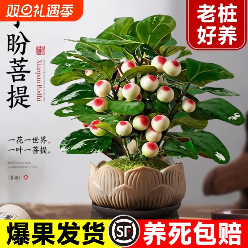 小盼菩提盆栽带果办公室内客厅绿植桌面老桩摆件好养盆景阳台卧室