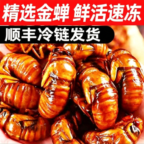 野生金蝉顺丰冷链发货药食同源
