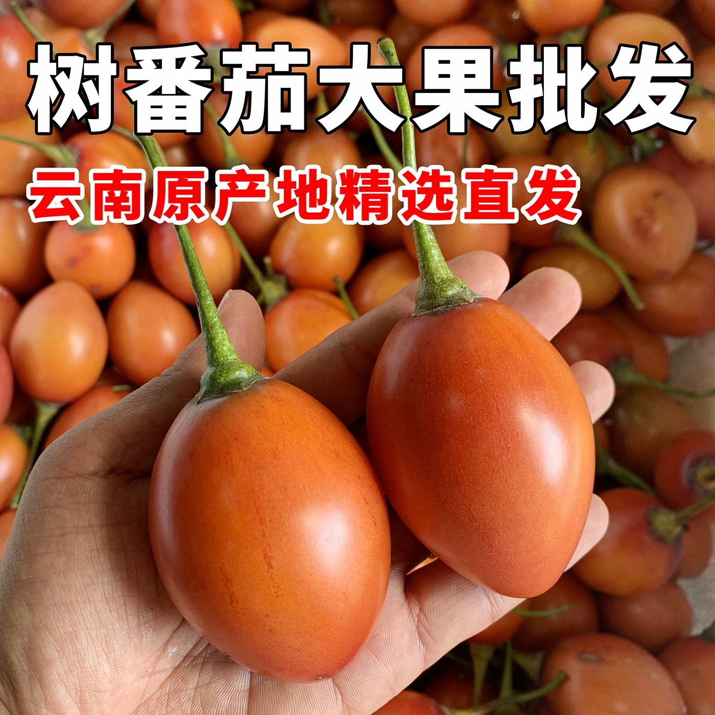 云南特产树番茄新鲜洋酸茄大树番茄调味蔬菜即食水果酸爽烧烤蘸料