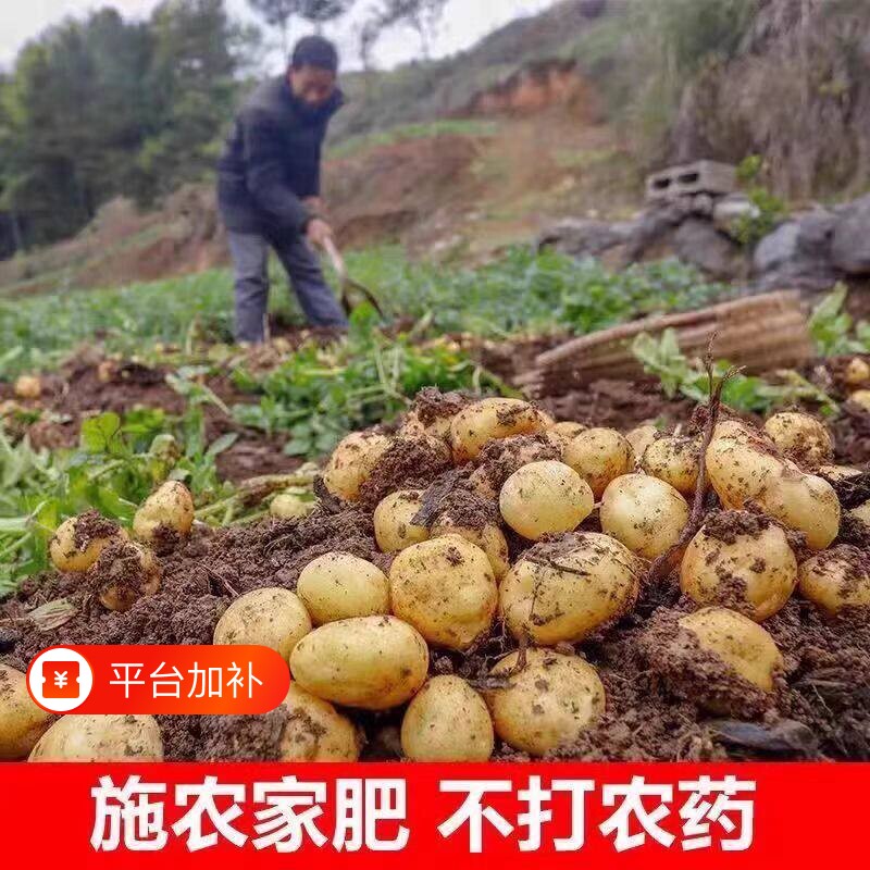 黄心土豆新鲜2026年贵州特产农户种植马铃薯5斤包邮