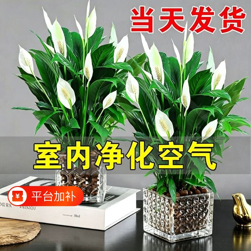 白掌盆栽净化空气水培植物绿萝箩花卉绿植红掌吸除室内甲醛发财树