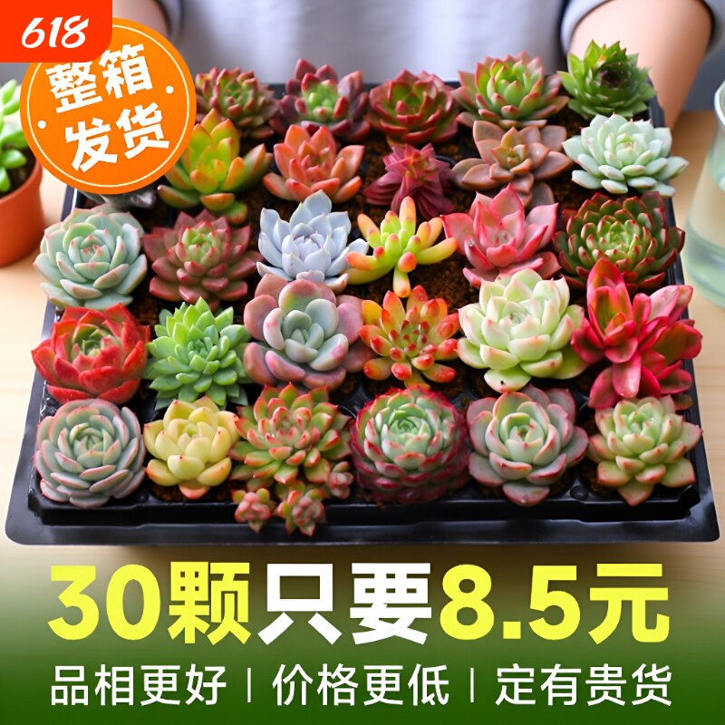 多肉植物室内小盆栽大颗好养绿植物花卉批发价有贵货室内外阳台